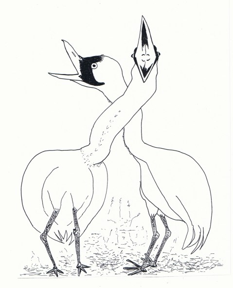 Endangered Whooping Crane making comeback