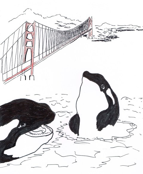 Tagged male Killer Whale being tracked by scientists, races south to San Francisco, only to reverse course.
