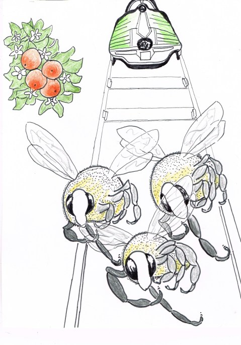 Bees get a caffeine buzz from blooms of Citrus and coffee plants