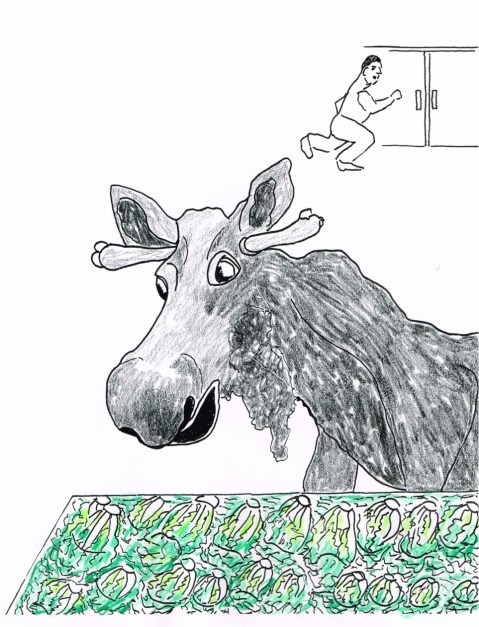 Shoppers in Smithers BC were shocked to find a moose munching in the produce section.