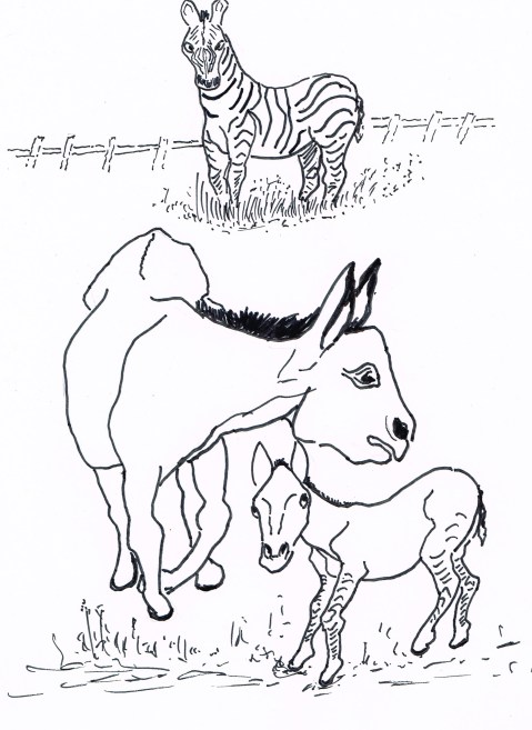 "It is a pity you only inherited the pyjama bottoms!" A rare zebra-donkey cross has been born at a Mexican zoo.