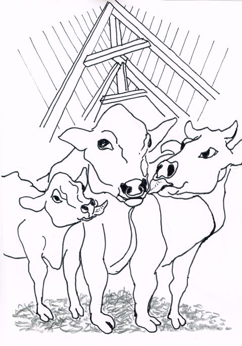 An Ontario Cattle -breeder has managed to cross-breed a rare tri-hybrid calf; a cross between a black Aberdeen Angus, a black Japanese Wagu and a white Italian Chianina.