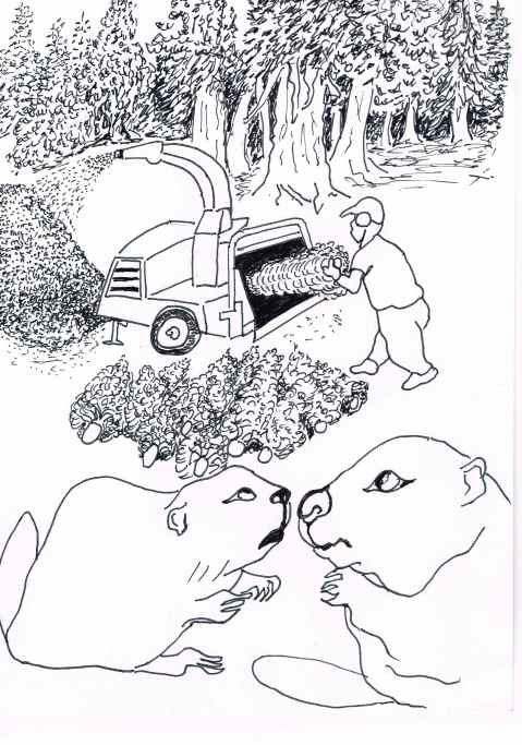 Metro Toronto claims it costs $583 to replant and maintain a tree for two years.