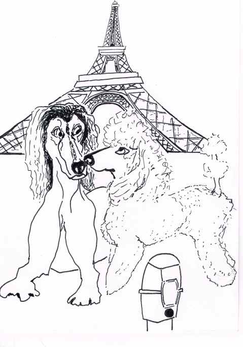 Saluki meets Poodle.