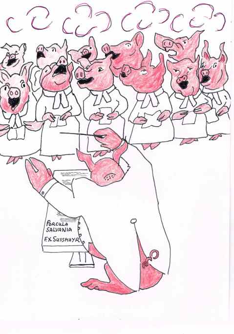 Pourquoi the pot bellied pig rescued from flooded garage.